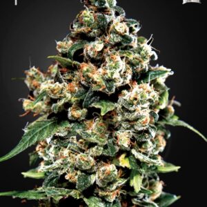 5 UND FEM - JACK HERER * GREEN HOUSE 5 UND FEMINIZADAS