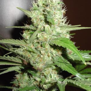 3 UND FEM - JACK HERER * HOMEGROWN FANTASEEDS 3 UND FEMINIZADAS