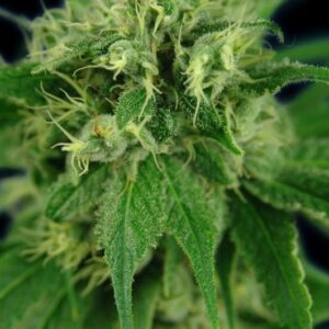 6 UND FEM - JACK HERER * HOUSE OF THE GREAT GARDENER FEMINIZADA 6 UND