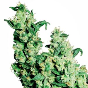10 UND REG - JACK HERER ﾮ * SENSI SEEDS 10 UND REG