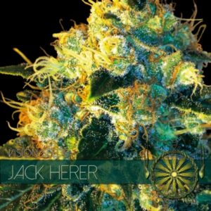 10 UND FEM - JACK HERER * VISION SEEDS 10 UND FEMINIZADAS