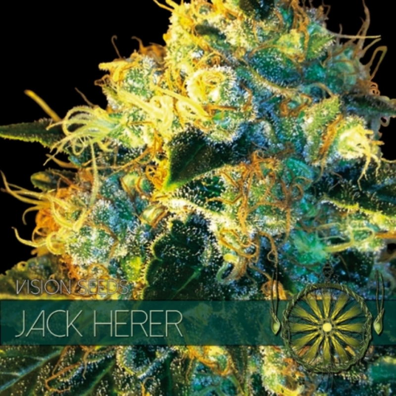 5 UND FEM - JACK HERER * VISION SEEDS 5 UND FEMINIZADAS