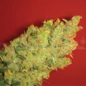 5 UND FEM - JACK LA MOTA * MEDICAL SEEDS 5 UND FEM