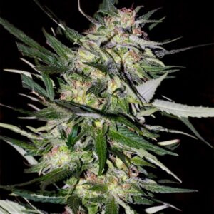 10 UND FEM - JACK PLANT * ADVANCED SEEDS 10 UND FEM