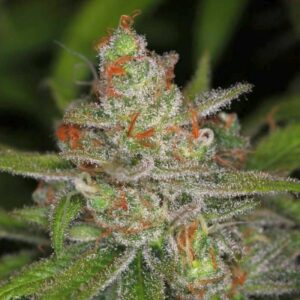 5 UND REG - JACK STRAW * HOMEGROWN NATURAL WONDERS 5 UND REGULARES