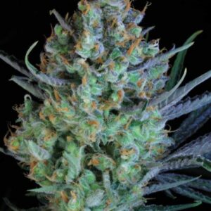 10 UND REG - JACKED-UP * TGA-SUBCOOL 10 UND REGULARES