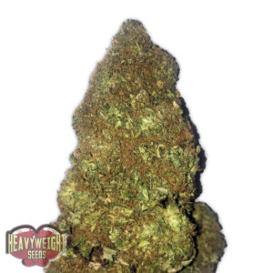 3 UND FEM - JACKPOT AUTO * HEAVYWEIGHT SEEDS 3 UND FEMINIZADAS