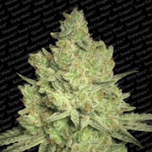 10 UND FEM - JACKY WHITE  * PARADISE SEEDS 10 UND FEMINIZADAS