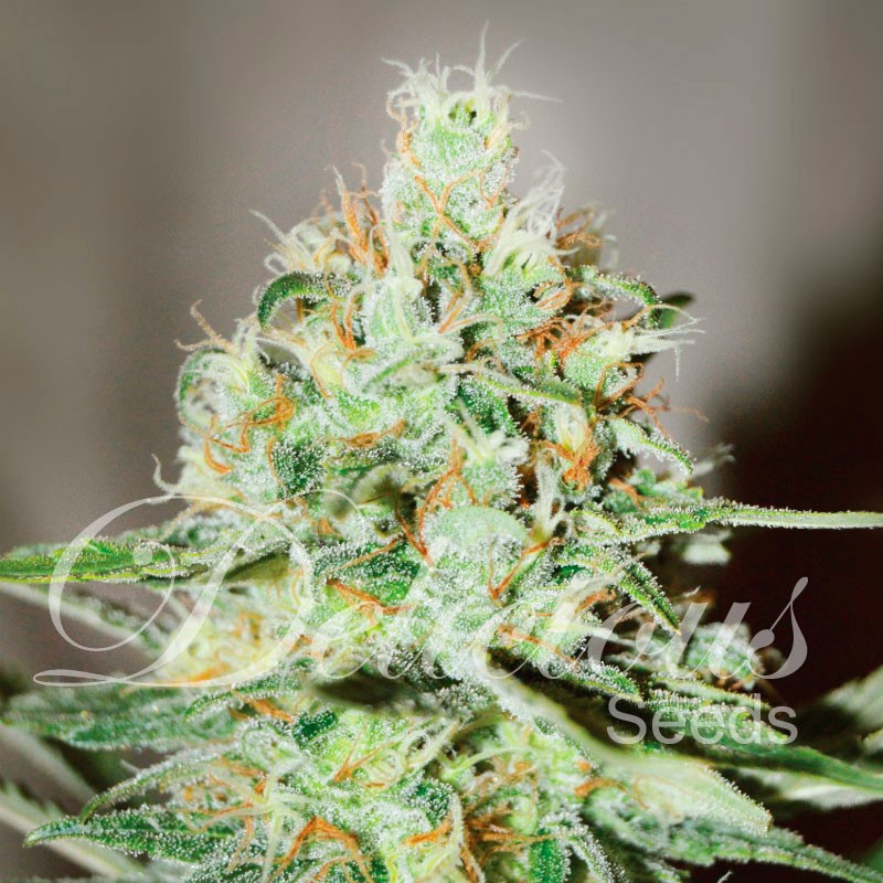 1 UND FEM - J�GG KUSH (SATIVA LINE) * DELICIOUS 1 UND FEMINIZADA