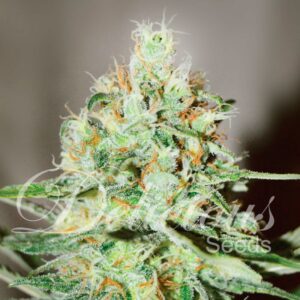3 UND FEM - J�GG KUSH (SATIVA LINE) * DELICIOUS 3 UND FEMINIZADA