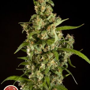 10 UND REG - JAMAICAN BLUEBERRY BX * PHILOSOPHER SEEDS 10 UND REGULARES