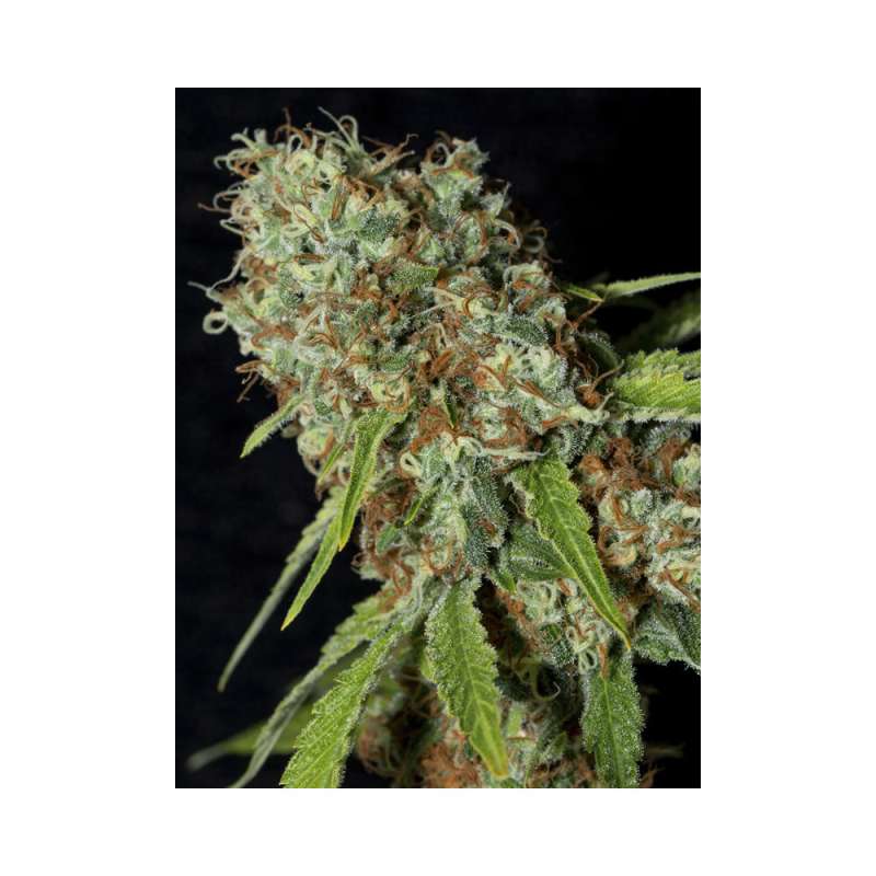 1000 UND FEM - JAMAICAN DREAM CBD * EVA SEEDS 1000 UND FEMINIZADAS