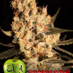 9 UND FEM - JAMAICAN DREAM * EVA SEEDS 9 UND FEMINIZADAS