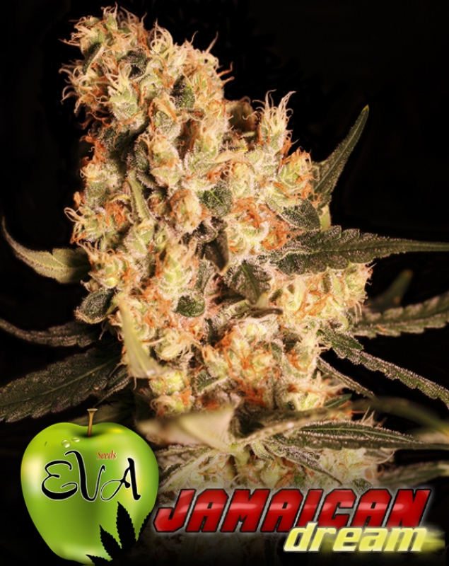 100 UND FEM - JAMAICAN DREAM * EVA SEEDS 100 UND FEMINIZADAS