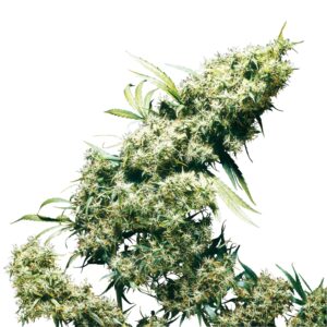 10 UND REG - JAMAICAN PEARL ﾮ * SENSI SEEDS 10 UND REG