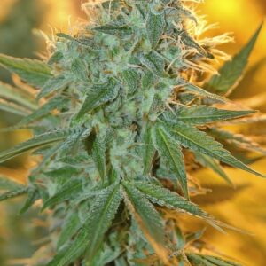 6 UND FEM - JEAN GUY * HOUSE OF THE GREAT GARDENER FEMINIZADA 6 UND