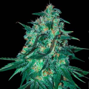 1 UND FEM - JEKYLL PASSION (SAMSARA) * SAMSARA 1 UND FEMINIZADA