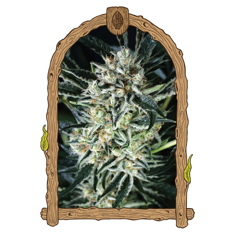 5 UND FEM - JELLY BANANEN * EXOTIC SEED FEMINIZADA 5 UND