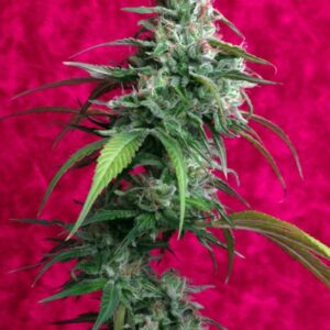 3 UND FEM - JUANITA LA LAGRIMOSA * REGGAE SEEDS 3 UND FEMINIZADAS