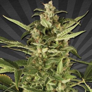 5 UND FEM - JUICY LUCY * AUTO SEEDS 5 UND FEMINIZADAS