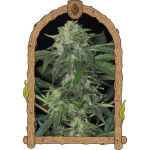 25 UND FEM - JUNGLE FEVER AUTO * EXOTIC SEED FEMINIZADA 25 UND