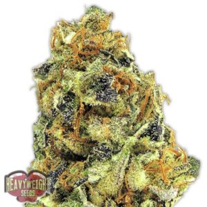 10 UND FEM - K.O. KUSH * HEAVYWEIGHT SEEDS 10 UND FEMINIZADAS