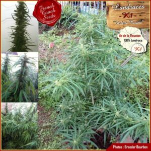 11 UND REG - K1 (KALIT� TIZANE) * FRENCH TOUCH SEEDS  REGULAR  11 UND