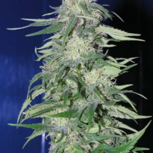 3 UND FEM - K2 * HOMEGROWN FANTASEEDS 3 UND FEMINIZADAS