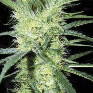 100 UND FEM - K 2 * BULK SEED 100 UND FEM