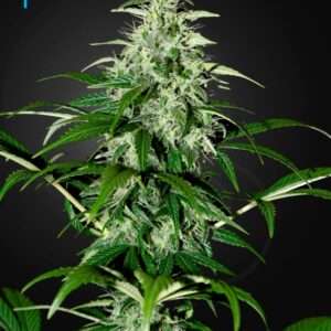 10 UND FEM - KALASHNIKOVA AUTOFLOWERING * GREEN HOUSE 10 UND FEMINIZADAS