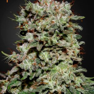 5 UND FEM - KALASHNIKOVA * GREEN HOUSE 5 UND FEMINIZADAS