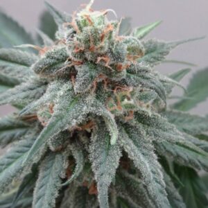 3 UND FEM - KALI CHINA * ACE SEEDS 3 UND FEMINIZADAS