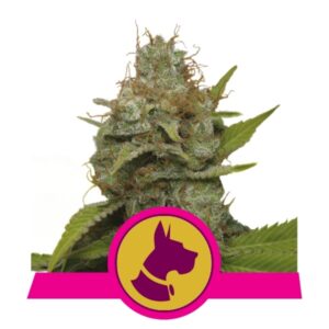 10 UND FEM - KALI DOG * ROYAL QUEEN 10 UND FEMINIZADAS