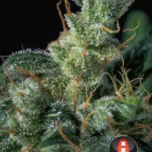 6 UND FEM - KALI MIST * SERIOUS SEEDS 6 UND FEMINIZADAS