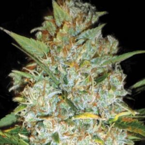 10 UND FEM - KALI'S MISTERY * BULK SEED 10 UND FEM