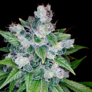 3 UND FEM - KANDY KUSH * DNA GENETICS RESERVA PRIVADA 3 UND FEMINIZADAS