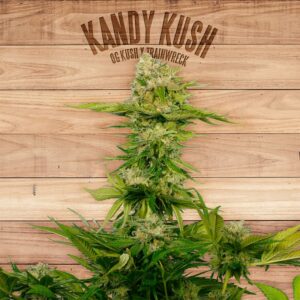 10 UND FEM - KANDY KUSH * THE PLANT ORGANIC SEEDS 10 UND FEM