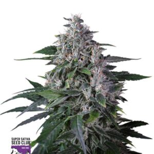 24 UND REG - KAREL'S HAZE * SUPER SATIVA SEED CLUB 24 UND REGULARES