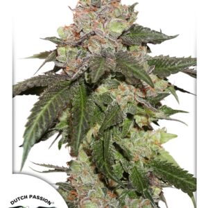 10 UND FEM - KEROSENE KRASH ﾮ * DUTCH PASSION 10 UND FEMINIZADAS