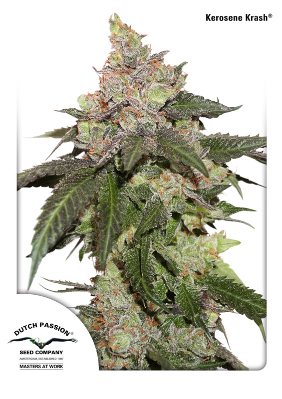 10 UND FEM - KEROSENE KRASH ﾮ * DUTCH PASSION 10 UND FEMINIZADAS
