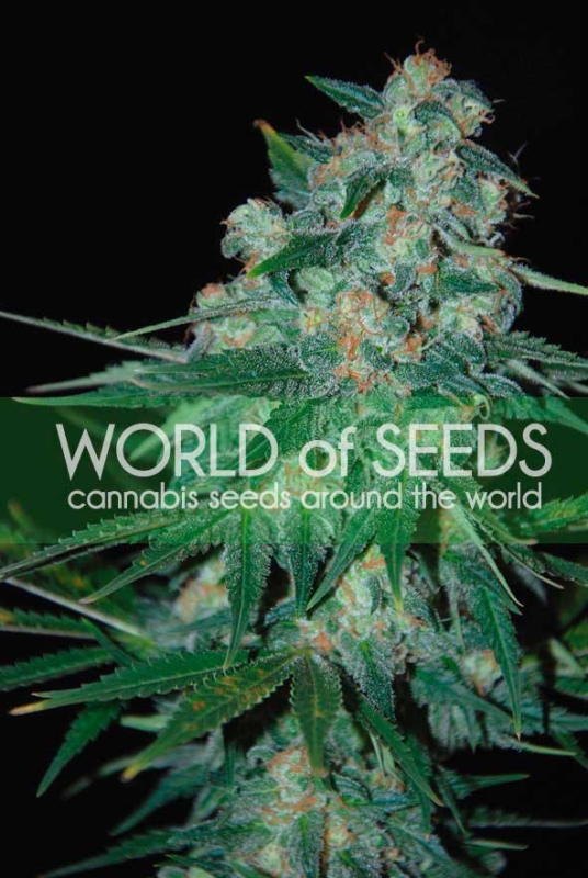 10 UND REG - KETAMA (WOS) * WORLD OF SEEDS 10 UND REG