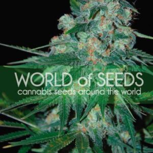 12 UND FEM - KETAMA (PURE ORIGIN COLLECTION) * WORLD OF SEEDS 12 UND FEMINIZADAS