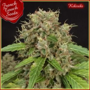 3 UND REG - KIKIRIKI * FRENCH TOUCH SEEDS  REGULAR  3 UND