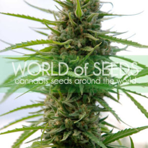 12 UND FEM - KILIMANJARO (PURE ORIGIN COLLECTION) * WORLD OF SEEDS 12 UND FEMINIZADAS