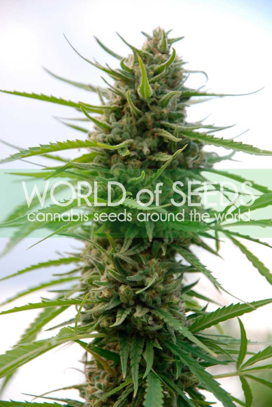 3 UND FEM - KILIMANJARO (PURE ORIGIN COLLECTION) * WORLD OF SEEDS 3 UND FEMINIZADAS