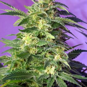 3 UND FEM - KILLER KUSH AUTO ﾮ * SWEET SEEDS 3 UND FEMINIZADAS