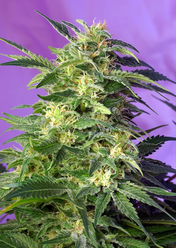 100 UND FEM - KILLER KUSH AUTO ﾮ * SWEET SEEDS 100 UND FEMINIZADAS