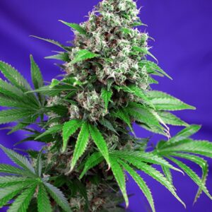 5 UND FEM - KILLER KUSH F1 FAST VERSION ﾮ * SWEET SEEDS 5 UND FEMINIZADAS