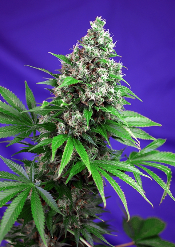 5 UND FEM - KILLER KUSH F1 FAST VERSION ﾮ * SWEET SEEDS 5 UND FEMINIZADAS
