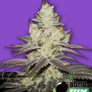 10 UND FEM - KILLER PURPS * BOMB SEEDS 10 UND FEMINIZADAS
